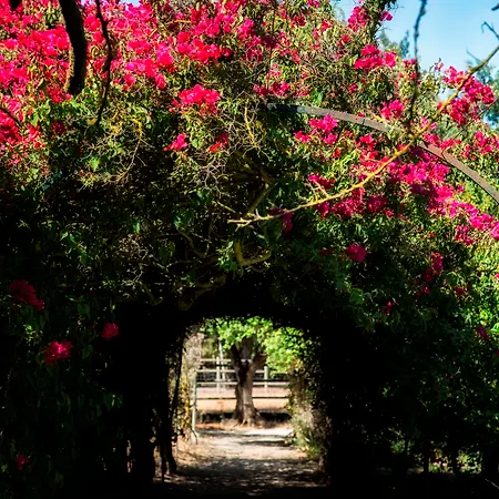 Quinta Da Fontes 알코체테